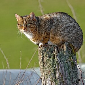 Katze.jpg