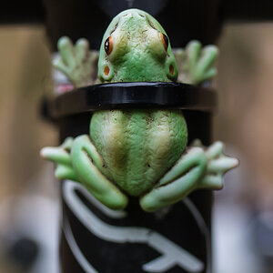 Kermit (1 von 1).JPG