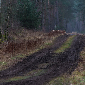 Waldweg (1 von 1).JPG