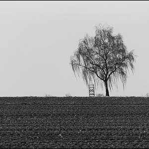 Winterbirke (1 von 1).JPG