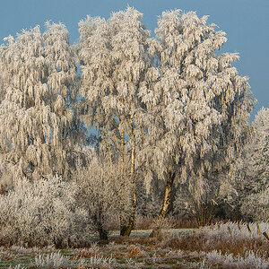 Winterbirken 2007 (1 von 1).JPG