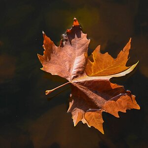 Schwimmendes Herbstblatt.jpg