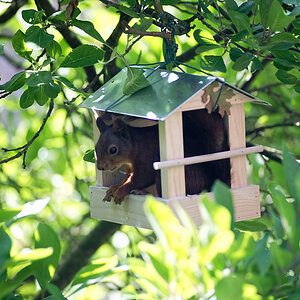 Eichhörnchen im Vogelfutterhäuschen.jpg