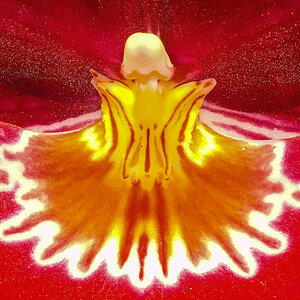 Orchideenblüte (1 von 1).JPG