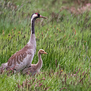 D50_5669_Kranich mit Jungvogel IIA_5_2020.jpg
