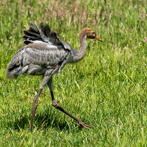D50_7366_bald kann ich auch fliegenIA_6_2020.jpg