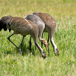 D50_7453_das Jungtier in der Mitte IA_6_2020.jpg