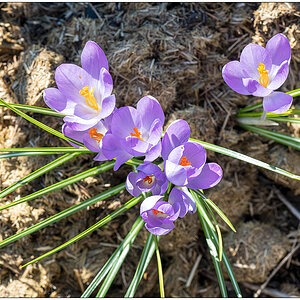 123 Krokus 1