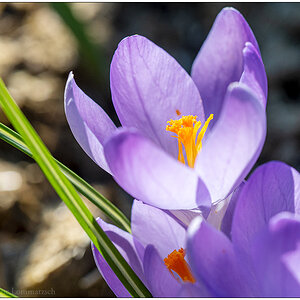 124 Krokus 2