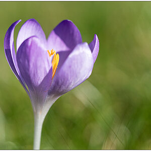 125 Krokus 3