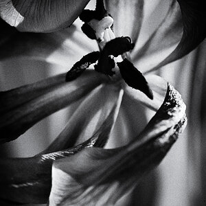 Tulpe