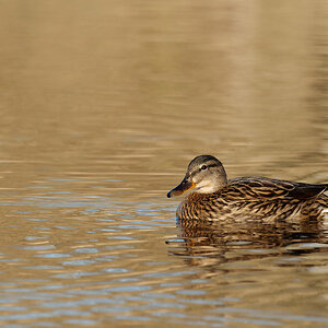 PANA0921_DxO1200.jpg