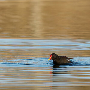 PANA1046_DxO1200.jpg