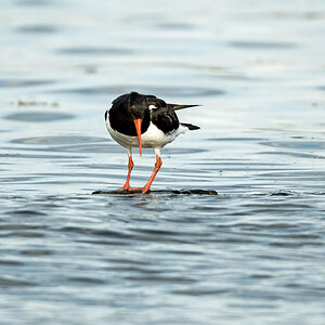 D50_0454_das Wasser steigt auch auf dem neuen Platz_IA7_2020.jpg