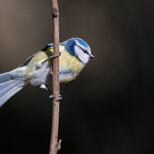 D50_8651_Blaumeise an Halm IA_3_2021.jpg