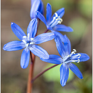 131 Blaue Blüte