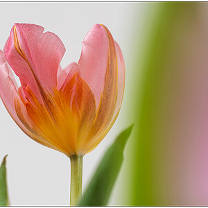 135 Tulpe