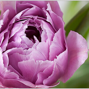 136 Tulpe again