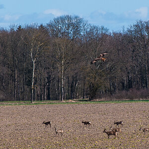 Milan und Rehe (1 von 1).JPG