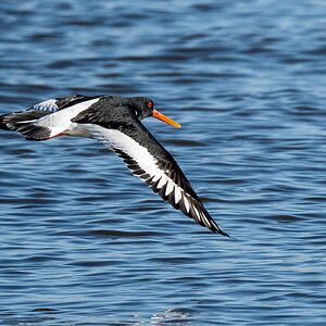D50_8417_Austernfischer_ Elbe-3_IA_2021.jpg