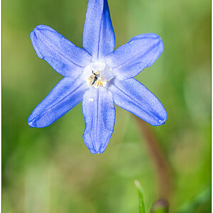 141 Noch ein Blümchen in der Bünte