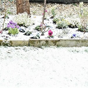 3x schneien und tauen- ergibt 3 nasse Jacken- nun friert es wieder... verrücktes Aprilwetter....jpg