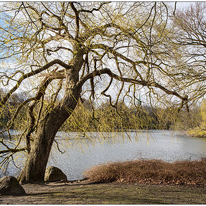 147 Schrevenpark im April I