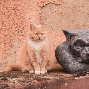 Dicke Katze