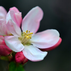 apfelblüte_1201.jpg