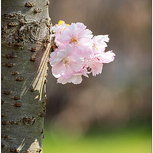 162  Kirschblüte VI