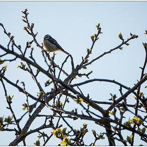 164 Meise im Apfelbaum (Suchbild)