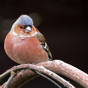 D50_8825_Buchfinkenmännchen IA_3_2021.jpg