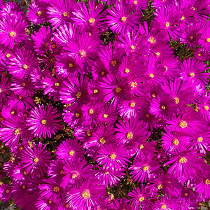 Mittagsblume (1 von 1).JPG