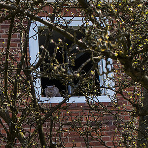 Fensterkatze (1 von 1).JPG