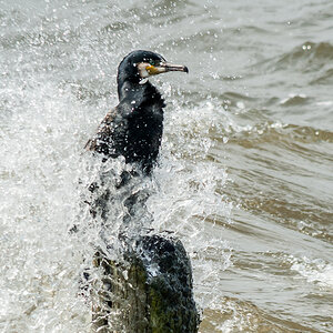 DSC_3584-Bearbeitet.jpg