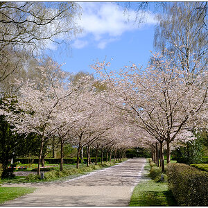 166 Alter Urnenfriedhof Kiel Eichhof – Kirschblüte I