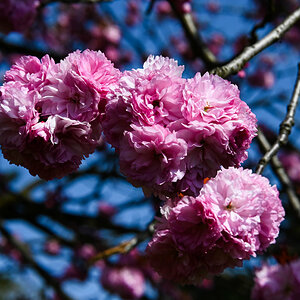 Kirschblüte 2021-04-24.jpg