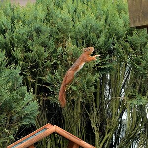 Eichhörnchen 5.jpg