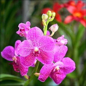 comp_Flower2.jpg