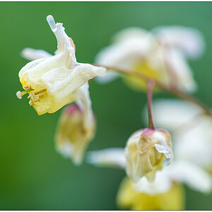 187 Elfenblume