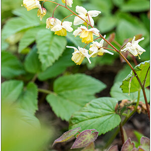 192 Elfenblume mit Blättern und Blüten