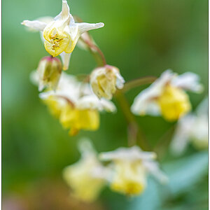 194 Elfenblume Blüten A