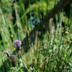 Blume im Schatten