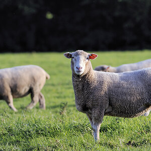 Wootton Courtenay (Somerset)
