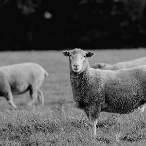 Wootton Courtenay (Somerset)