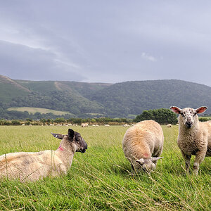 Porlock (Somerset)