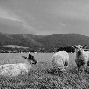 Porlock (Somerset)
