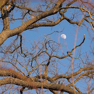 Mond im Baum