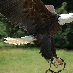 Adler im Landeanflug