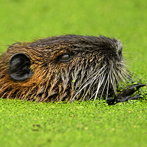 Nutria7763b
